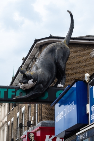 Catford Centre Cat