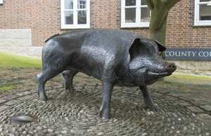 The Hampshire Hog