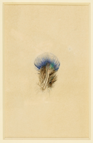 Study of a Peacock's Breast Feather