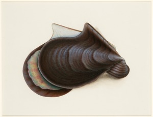 Study of a Perna Shell