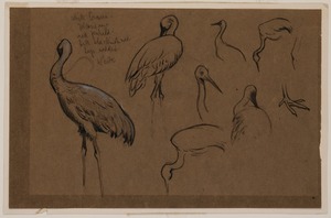 Eight Studies of White Cranes