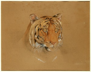 Study of the Head of a Tigress