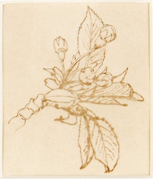 Buds Breaking Open and Developed Leaves (from 'Bud to Fruit: The Life History of a Cherry')