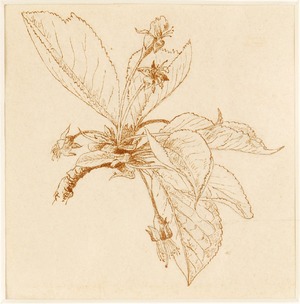 Developed Leaves and Wilted Flowers (from 'Bud to Fruit: The Life History of a Cherry')