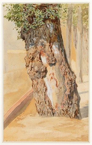 Study of an Elm Tree Trunk