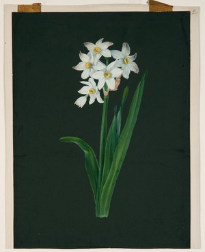 Study of Narcissi