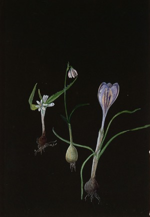 Study of Crocus Nudeflors and Other Spring Bulbs