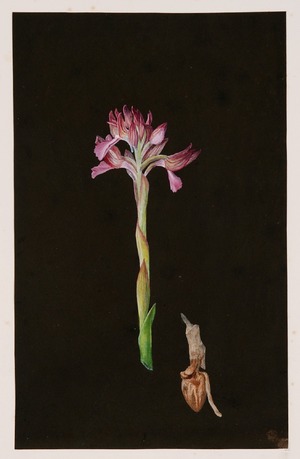 Study of a Bulb and Flowering Stem