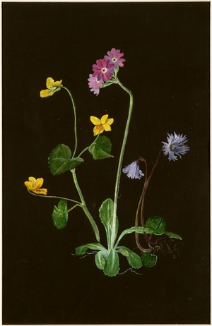 Viola Biflora, Primula Scotica and Soldanella Alpina