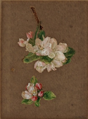 Study of Apple Blossom