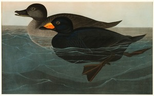 American Scoter Duck