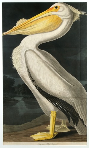 American White Pelican