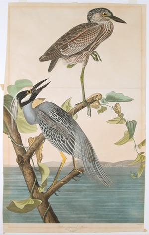 Yellow Crowned Heron