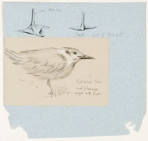 Study of a Gull-Billed Tern and Avocet Feet