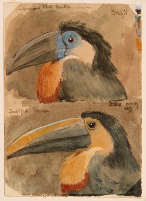 Study of the Heads of Two Toucans