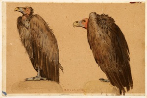 Study of Two Vultures