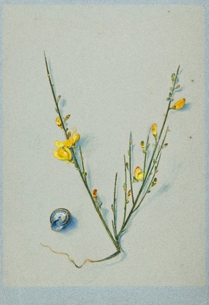 Study of Broom and a Snail's Shell