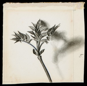 Study of Young Leaf Twigs; Bilberry