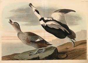 Pied Duck