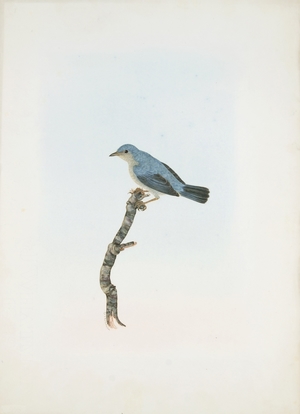 A Wren from New Holland