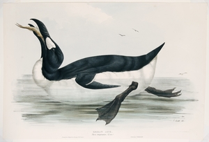 Alca impennis