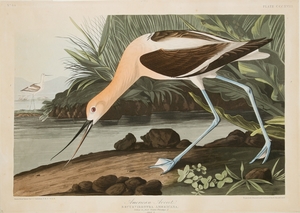 American Avocet