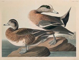 American Widgeon