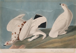 American Ptarmigan and White-tailed Grouse