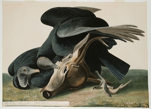 Black Vulture or Carrion Crow with American Deer