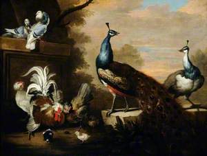 Peacocks and Poultry