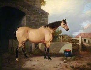 Horse in a Stable Yard