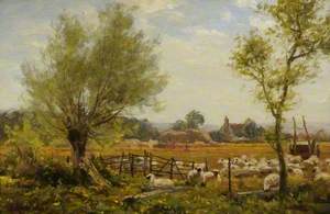 An Oxfordshire Sheep Farm