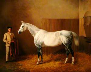 A White Horse with Dappled Legs Standing in a Stable