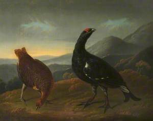 Cock and Hen Black Grouse in Landscape