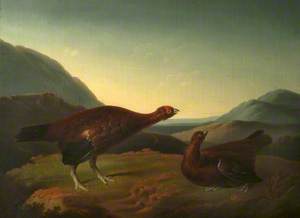Cock and Hen Red Grouse in Landscape