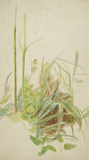 Study of Stems and Leaves