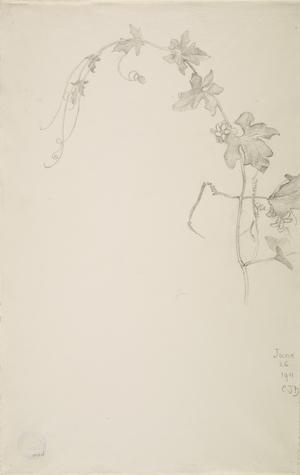 Study of Vine with Flowers