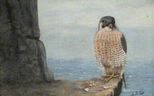 Peregrine Falcon