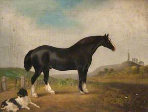 Black Horse and a Dog