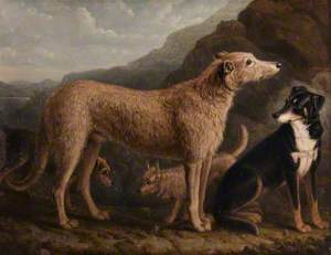 Four Dogs; a Collie from Tweedale, a Scots Deerhound, an Otter Terrier and a Scots Terrier