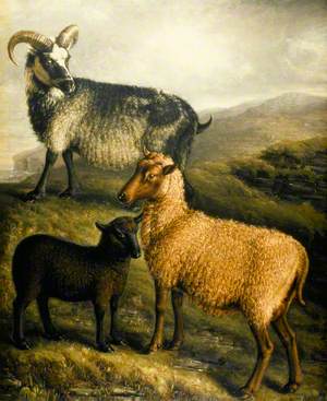 Orkney and Shetland Sheep