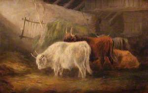 Highland Cattle in a Barn