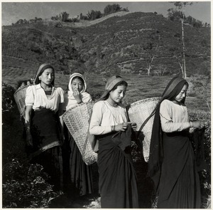 Women Working in Tea Plantations