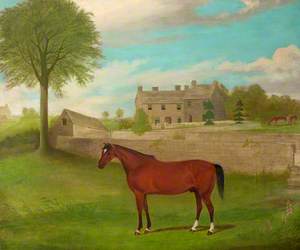 Maesruddud House and the Favourite Horse of Margaret Williams' Father