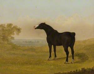 Horse in a Landscape
