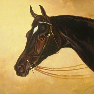 Horses Head, 'Bendigo'