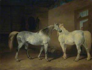 Draught Horses