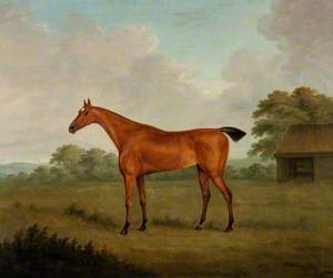 Portrait of a Horse in a Landscape