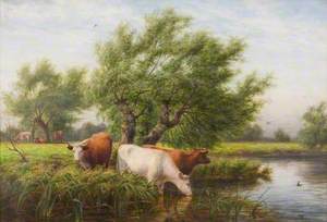 Cattle