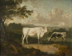 Kenwood, Lord Mansfield's Pedigree Cattle
